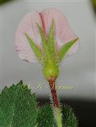  Flower- see Calyx